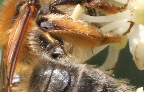 Réf. 339 207 : Andrena tibialis